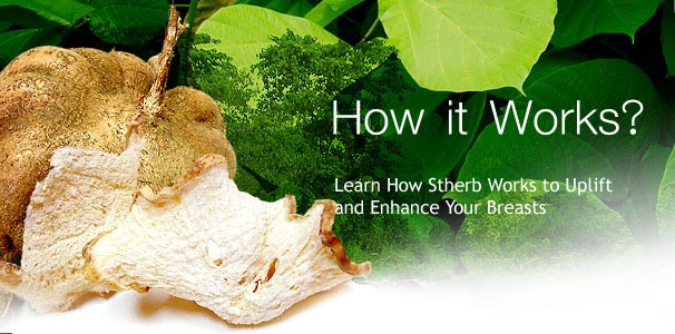 Pueraria Mirifica how it work