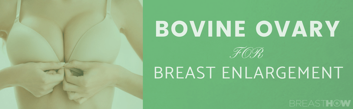 Bovine Ovary for Breast Enlargement